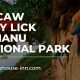 Macaw Clay Lick