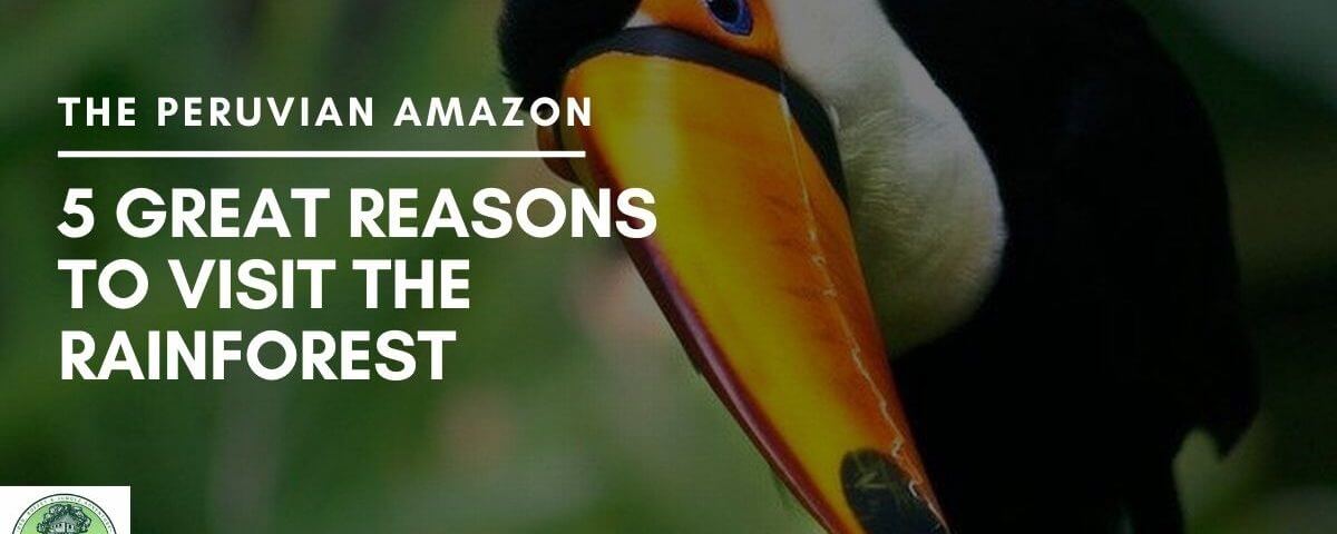 The Peruvian Amazon – 5 Great Reasons to Visit the Rainforest