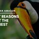 The Peruvian Amazon – 5 Great Reasons to Visit the Rainforest