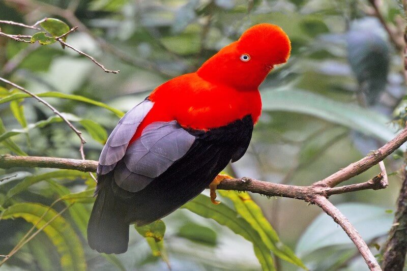 Common Birds of Peru Rainforest - Treehouse Inn Lodge Peru