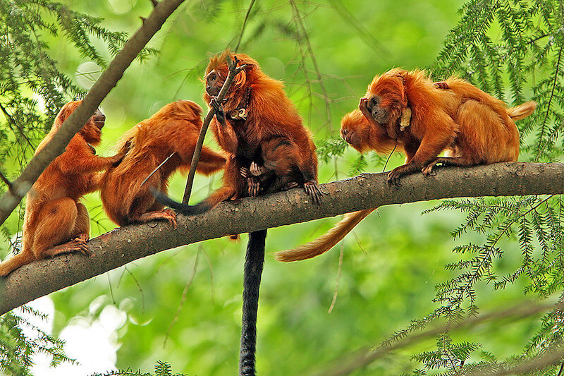 Endangered Species In The Amazon Rainforest