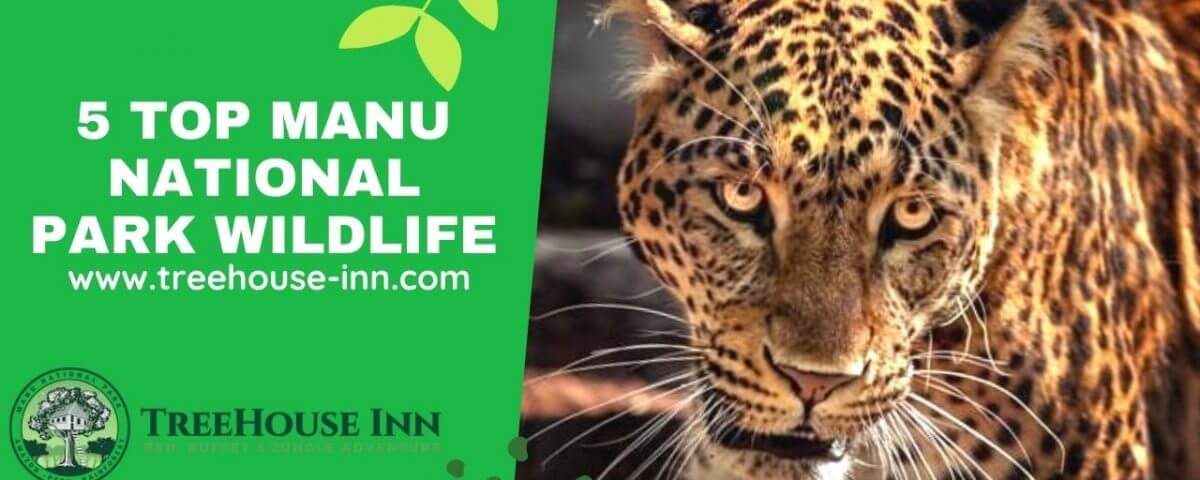 Parque Nacional del Manu Peru – 5 Top Manu National Park Wildlife