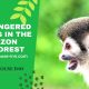 Endangered Species in the Amazon Rainforest